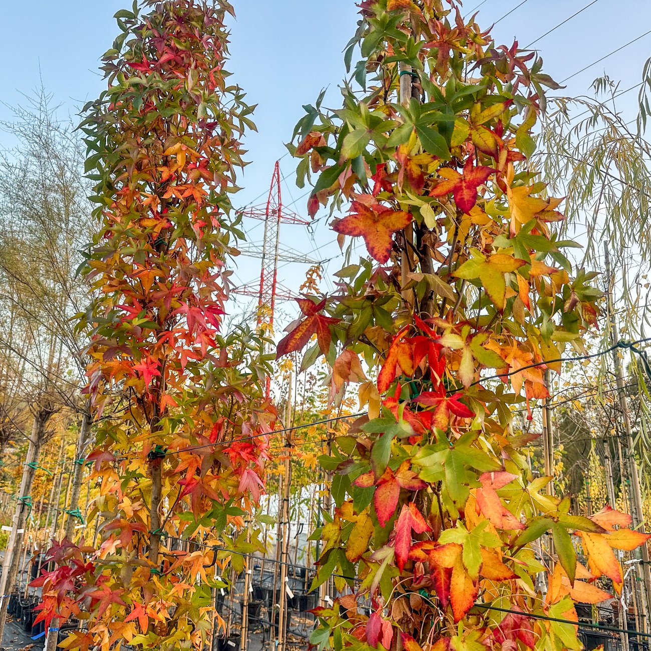 Obrázok Ambrovník styraxový (Liquidambar styraciflua) ´SLENDER SILHOUETTE´ - výška 300+ cm, obvod kmeňa: 8/10 cm, kont. C35L